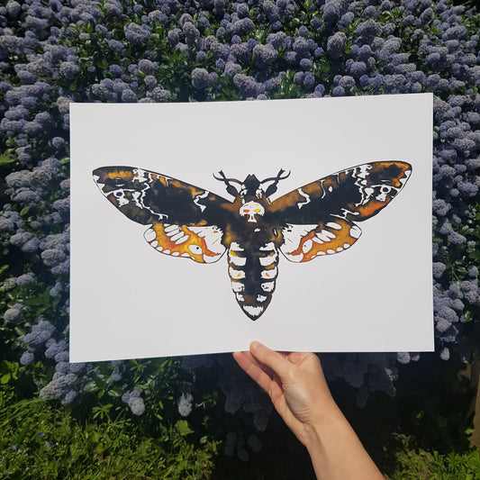 A3 Death's Head Hawk Moth Poster